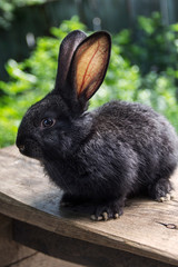 Rabbit home on the plot closer to the natural environment
