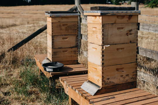 Beehives on Farm