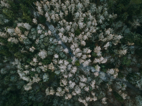 Aerial Drone Shot - Car driving through the forrest.