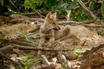 Obraz premium young wolf relaxing