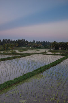 Rice Fields In Asia