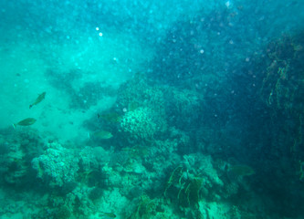 sea fish near coral, underwater