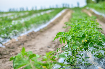 Growing tomatoes in rows on the field