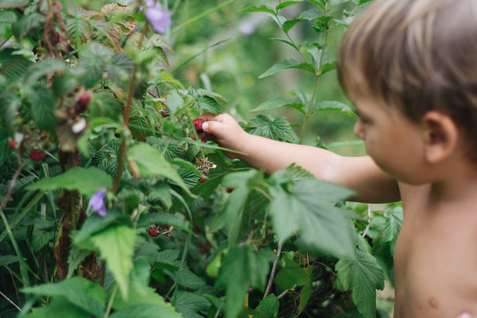 Little Boy Picking Berries