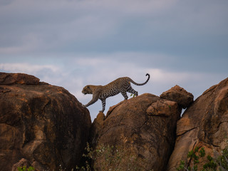 Leopard in Tsavo West National Park, Kenya