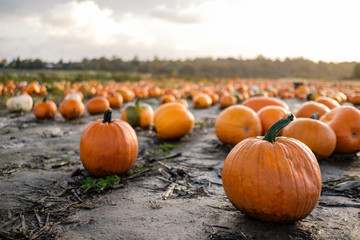 Pumpkins on Pumpkin Farms During Fall Season