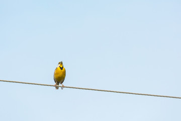 Pradero Tortillaconchile