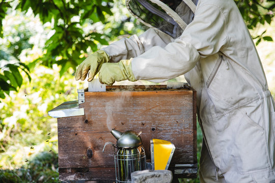 Beekeeper inspecting his beehive