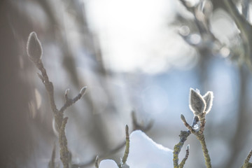 Magnolias in the Snow