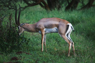 A lone antelope in the savannah grassland bushes of Taita Hills Wildlife Sanctuary, Kenya