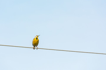 Pradero Tortillaconchile