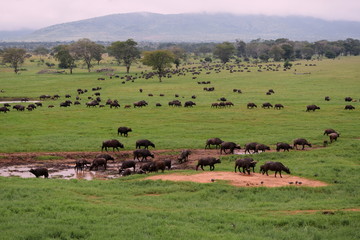 A herd of African buffalos at Taita Hills Wildlife Sanctuary, kenya