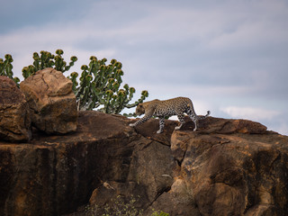 Leopard in Tsavo West National Park, Kenya