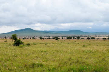 Obraz premium The savannah grassland ladscape against a mountain background, Taita Hills Wildlife Sanctuary, Kenya