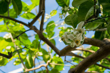 Lemon Tree Blossom