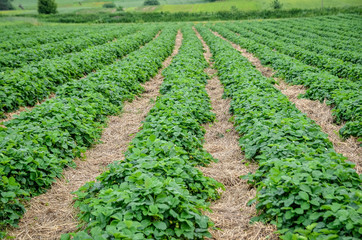 Plantation of strawberries grown in the rows.