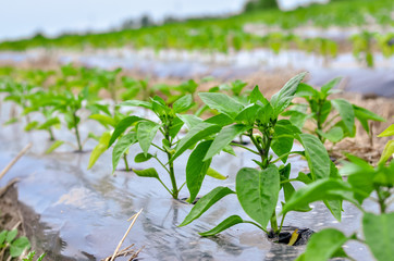 Growing sweet pepper in rows on the field. 