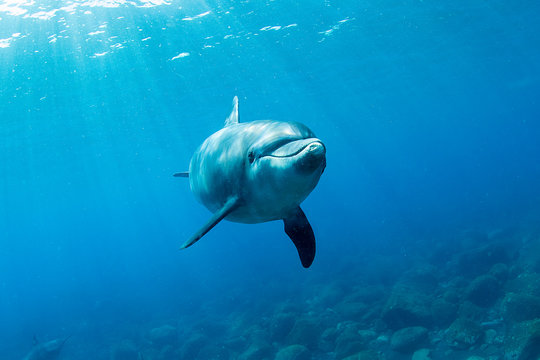 Playful Indo-Pacific Bottlenose dolphin