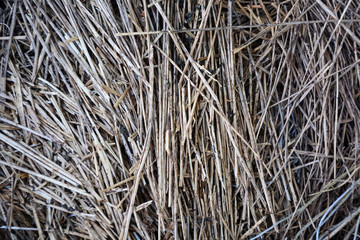 straw, dry straw texture background, vintage style for design.