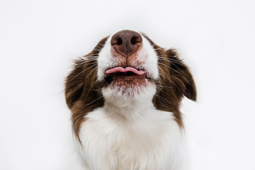 Cheeky border collie