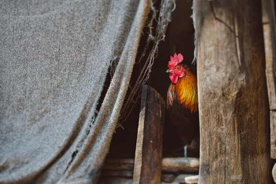 A rooster peeking out of a barn.