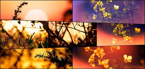Fleur au soleil collage
