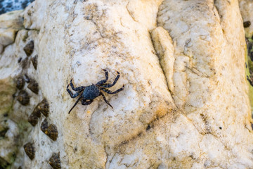 a small crab on rocks
