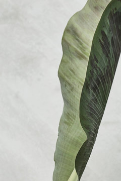 Leaf pattern/background