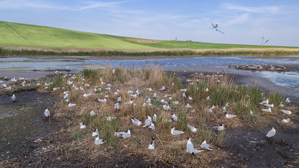seagulls in Danube Delta, Romania