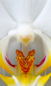 White orchid close up