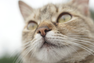 portrait cat focus nose close up