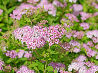 Blühender Spierstrauch, Spiraea bumalda