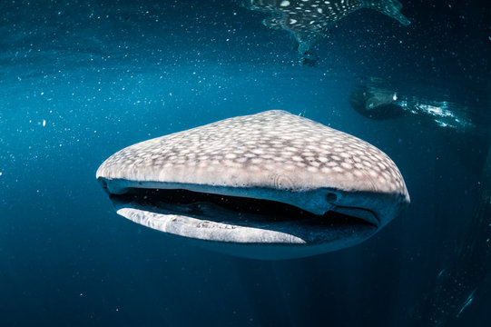 Whale sharks swimming in sea