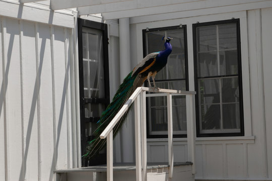 Peacock Rail in the Local Gardens