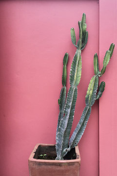 Green cactus plant against a pink wall in the background. Tropical.