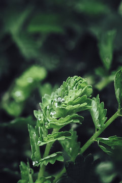 Fototapeta Close up of a leaves and morning dew