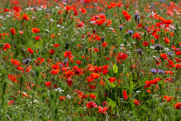 Poppy Field / Mohnblumenfeld