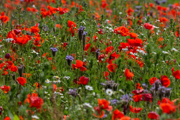 Poppy Field / Mohnblumenfeld