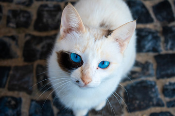Beautiful white and black cat with Blue eyes looking at camera, Top view