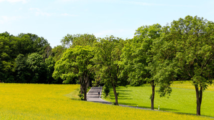 Allee im Grünen