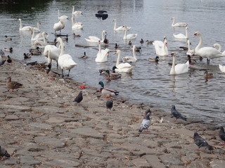 Obraz premium swans floating on a river