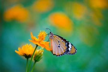 Beautiful Plain Tiger  butterfly sitting on the flower plant with a nice soft background in its natural habitat
