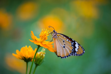 Obraz premium Beautiful Plain Tiger butterfly sitting on the flower plant with a nice soft background in its natural habitat