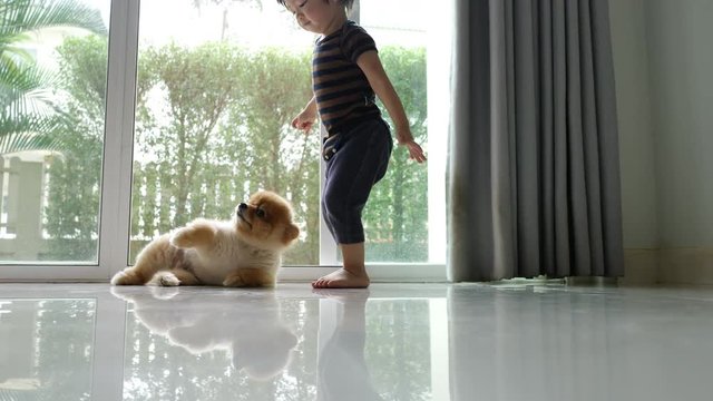 cute child and small dog friendly in home