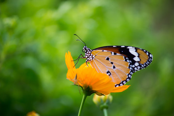 Fototapeta na wymiar Beautiful Plain Tiger butterfly sitting on the flower plant with a nice soft background in its natural habitat