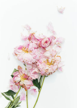 Still life shot of faded pink peonies and petals