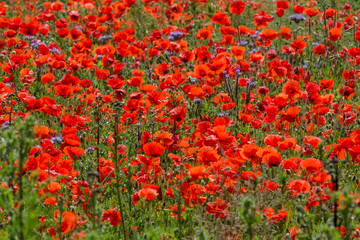 Poppy Field / Mohnblumenfeld