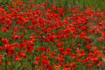 Poppy Field / Mohnblumenfeld