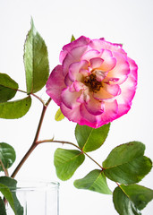 Pink rose in a vase on a white background.