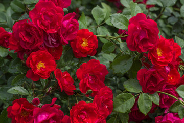 Buds of red roses among green leaves.